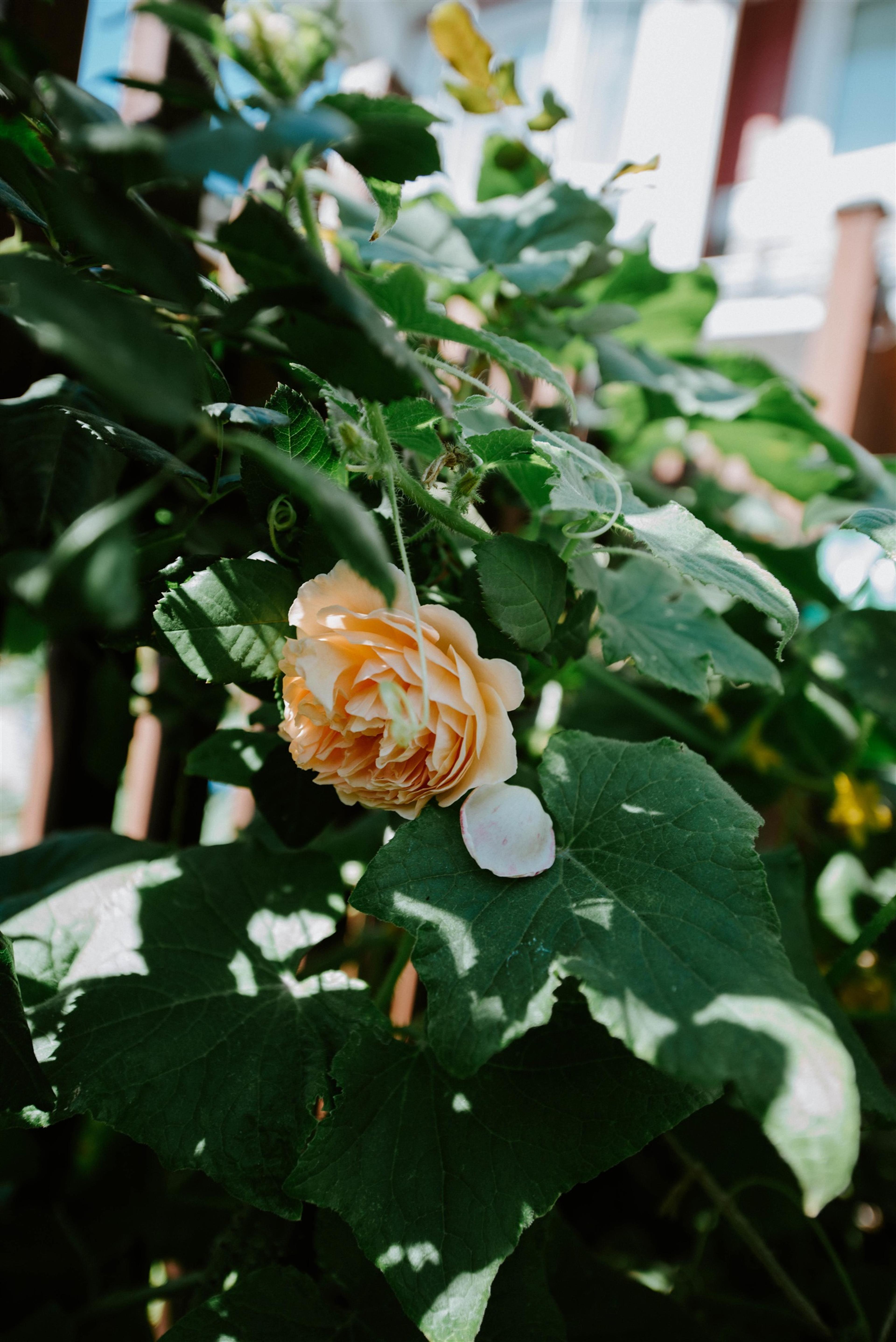 5972 OLDMILL LANE - 36