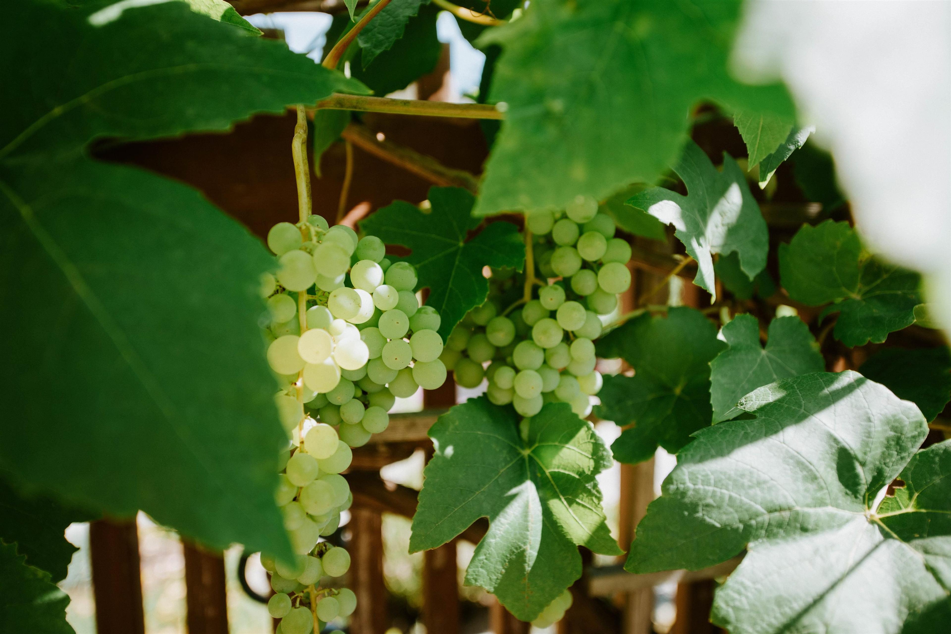 5972 OLDMILL LANE - 35