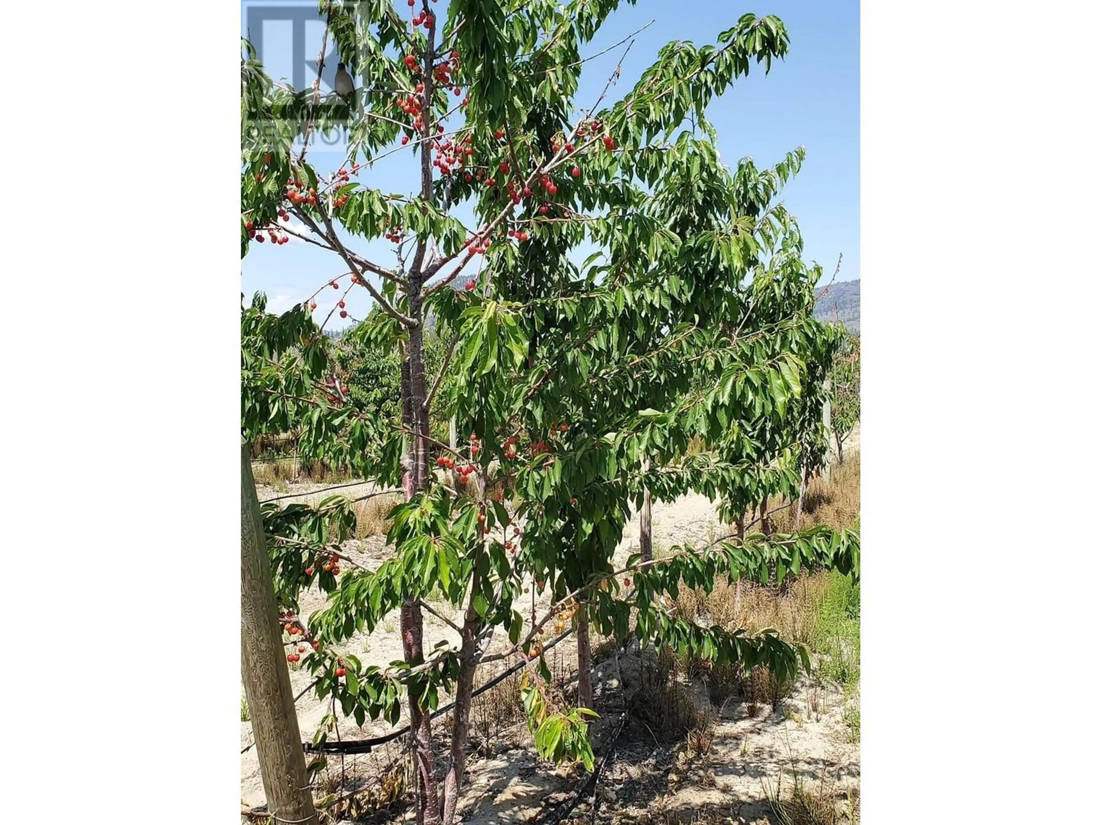 Property at 166 PARK RILL ROAD, Oliver, BC