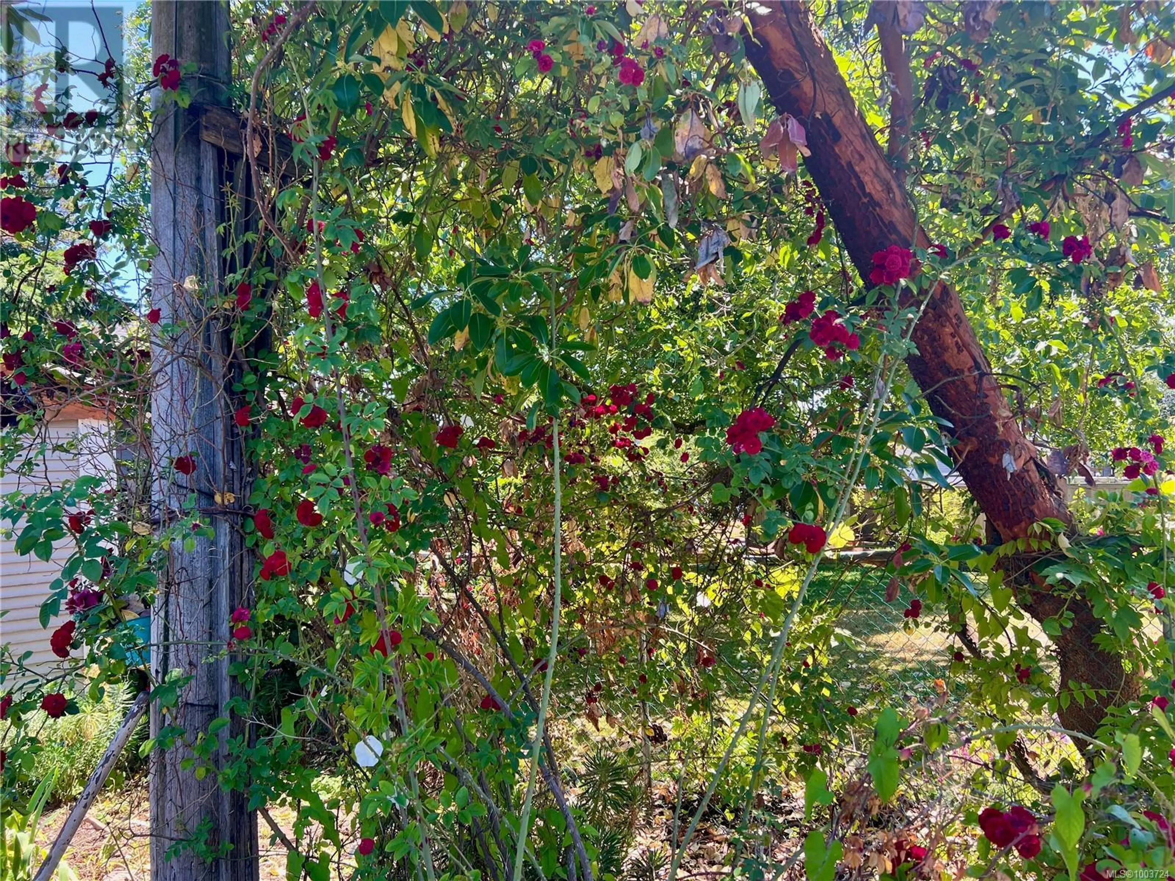 Property at 374 NICOL ST, Nanaimo, BC