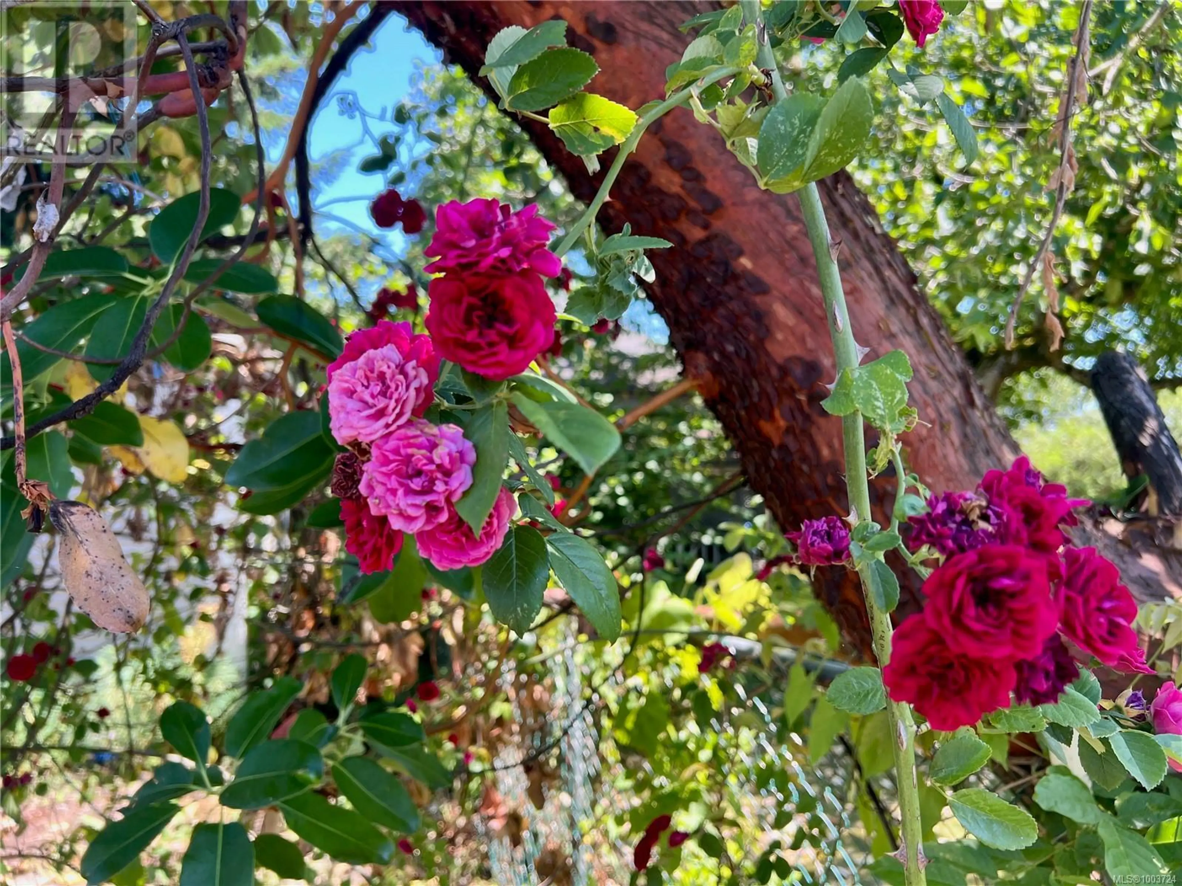 Property at 374 NICOL ST, Nanaimo, BC