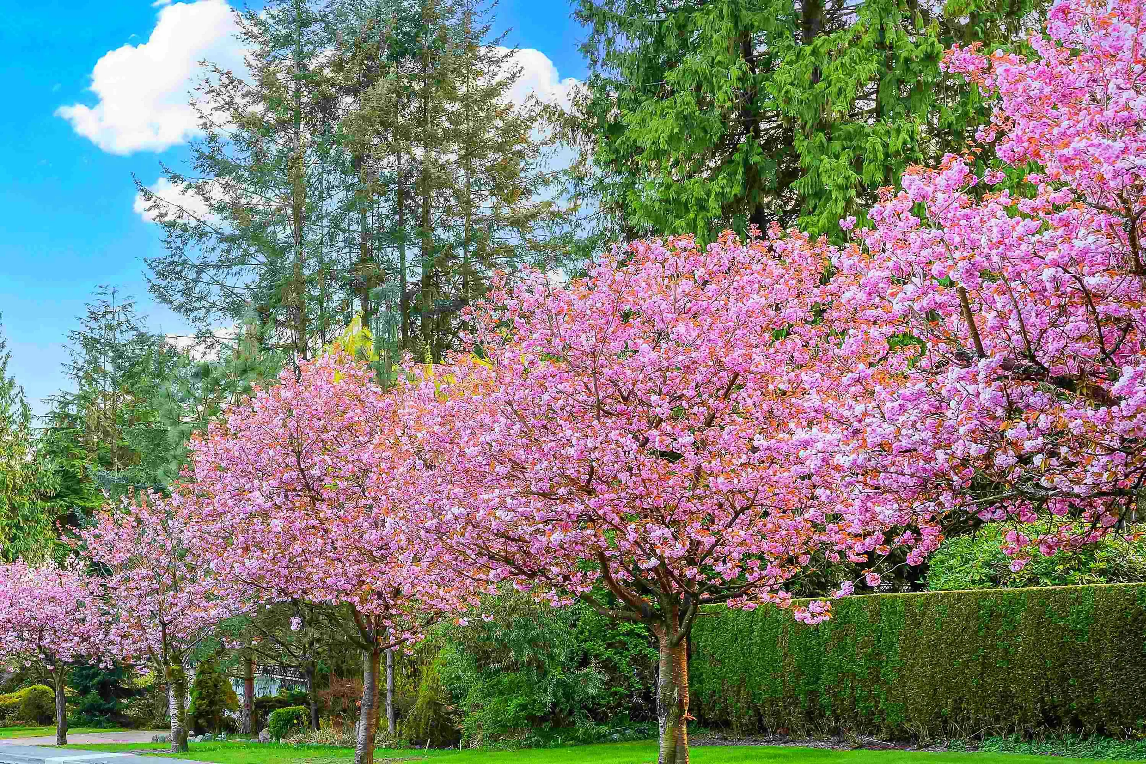 Property at 74 E 37TH AVENUE, Vancouver, BC