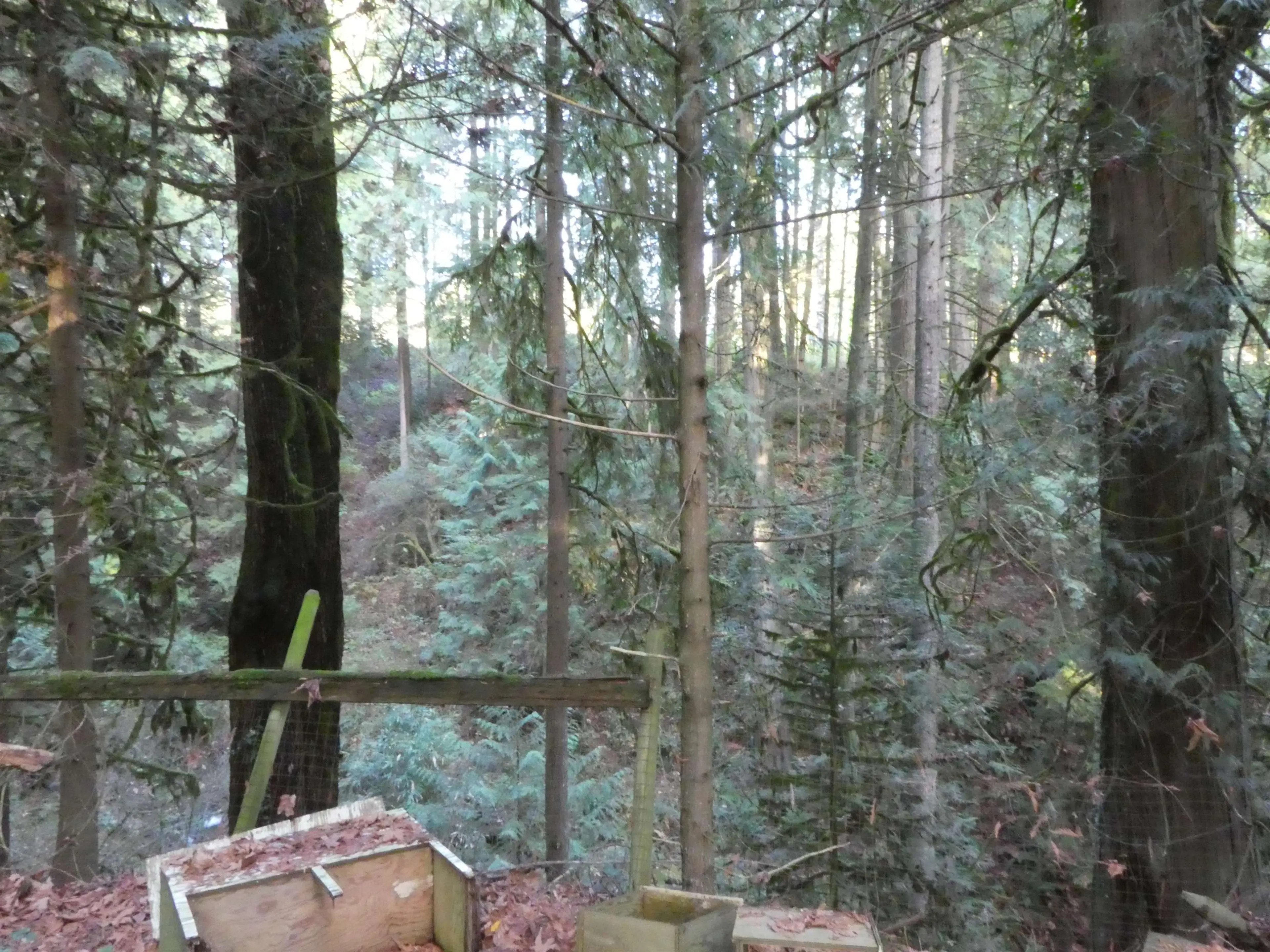 Property at 14042 232 STREET, Maple Ridge, BC