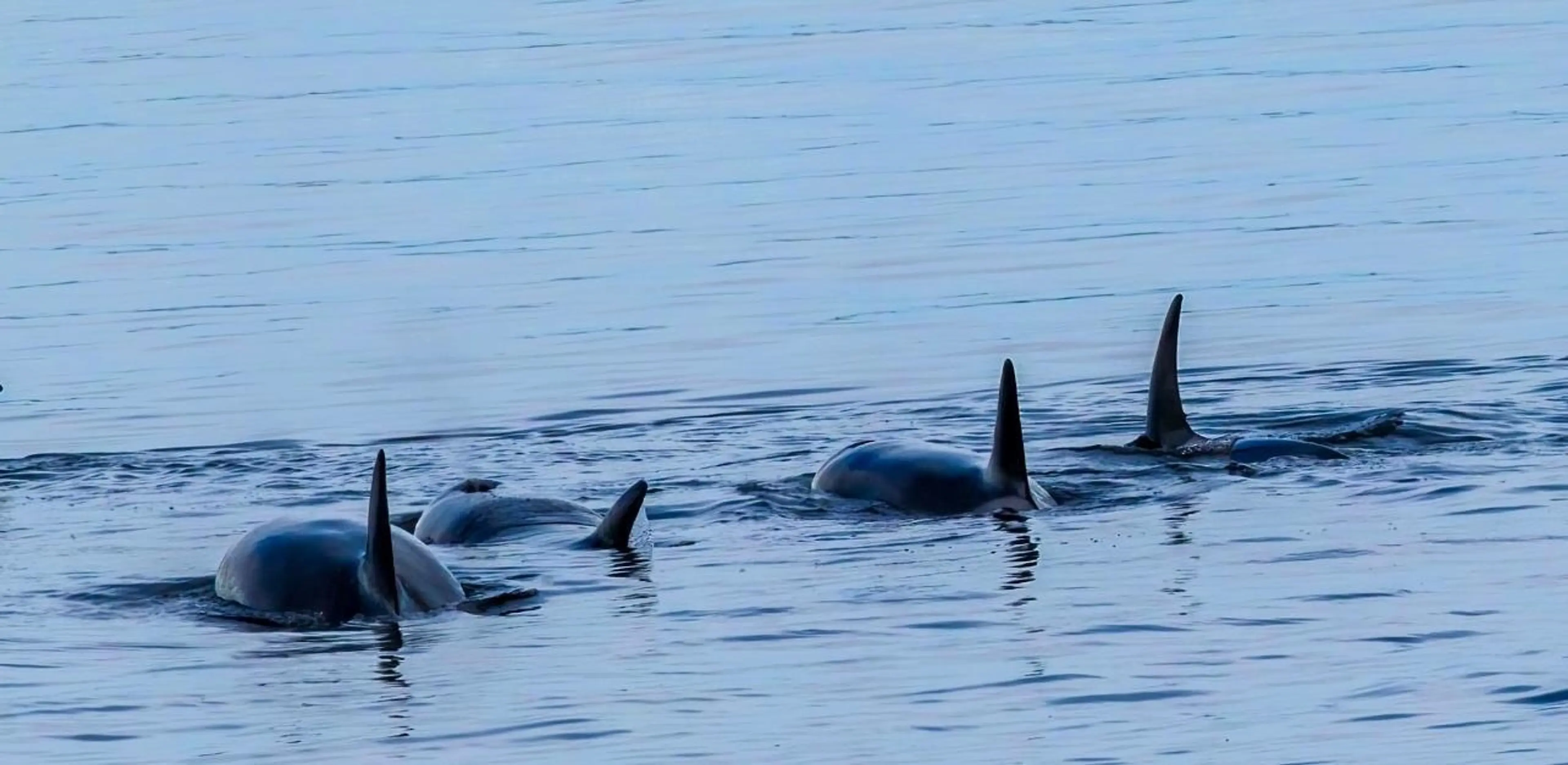 Property at #12 3818 JOYCE AVENUE, , BC