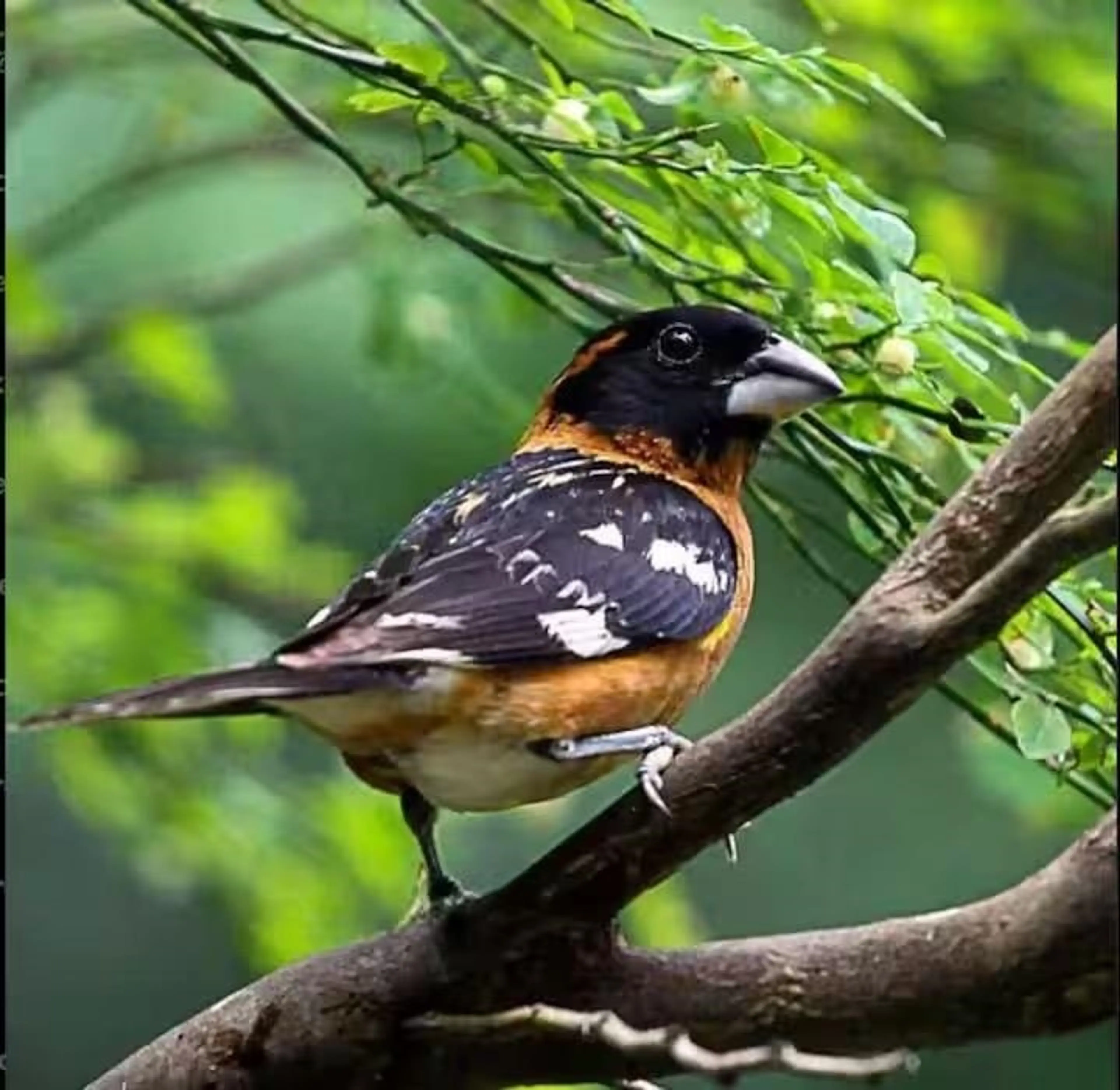 Property at #5- D1 134 MADRONA DRIVE, Galiano Island, BC