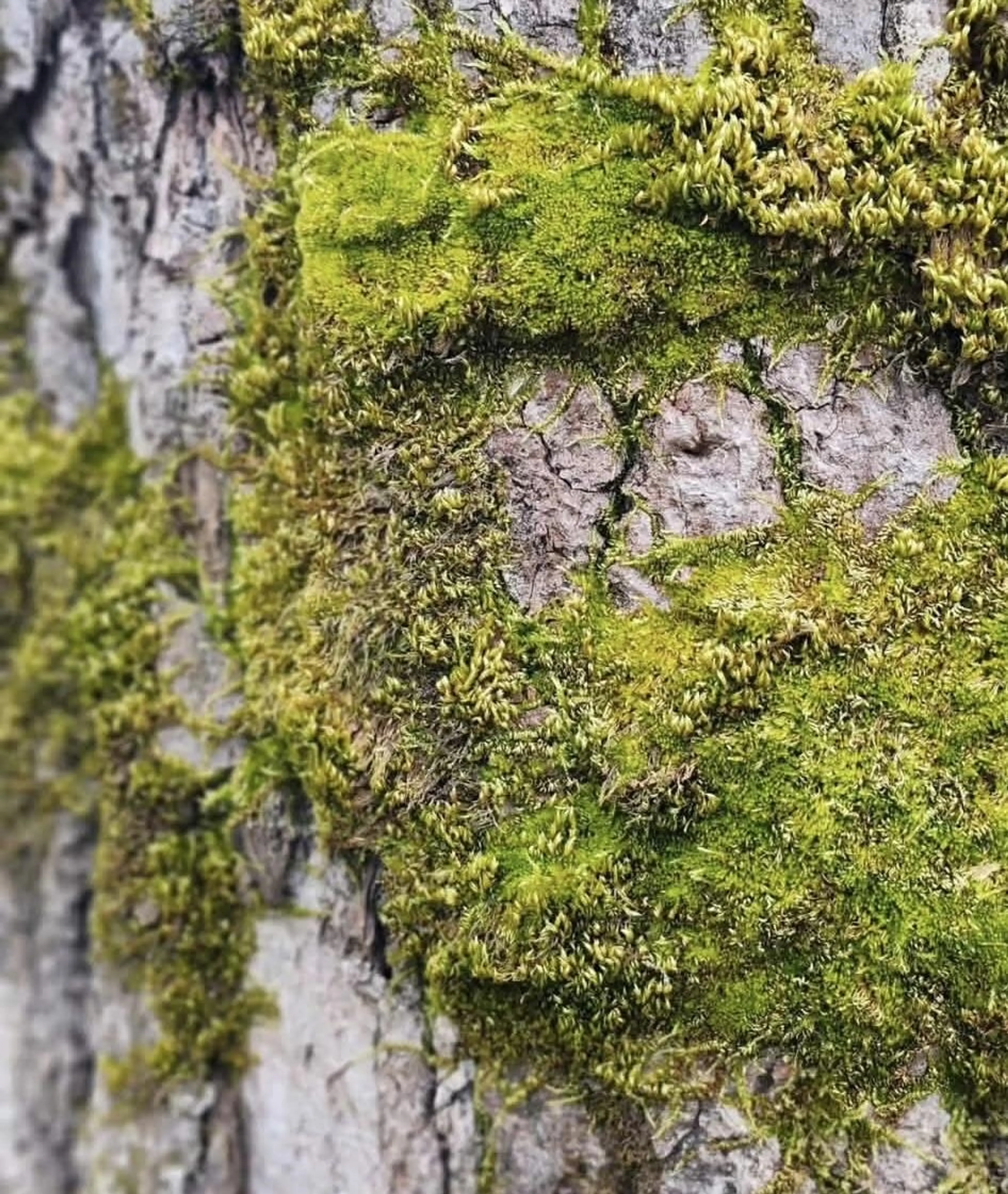 Property at #B2G1 464 EAGLECREST DRIVE, Gibsons, BC